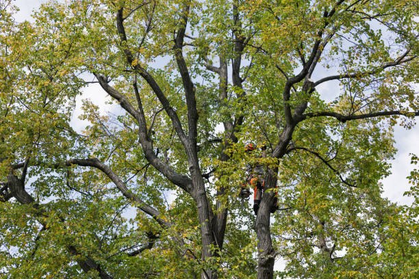 Reliable Sag Harbor, NY Tree Removal Services Solutions